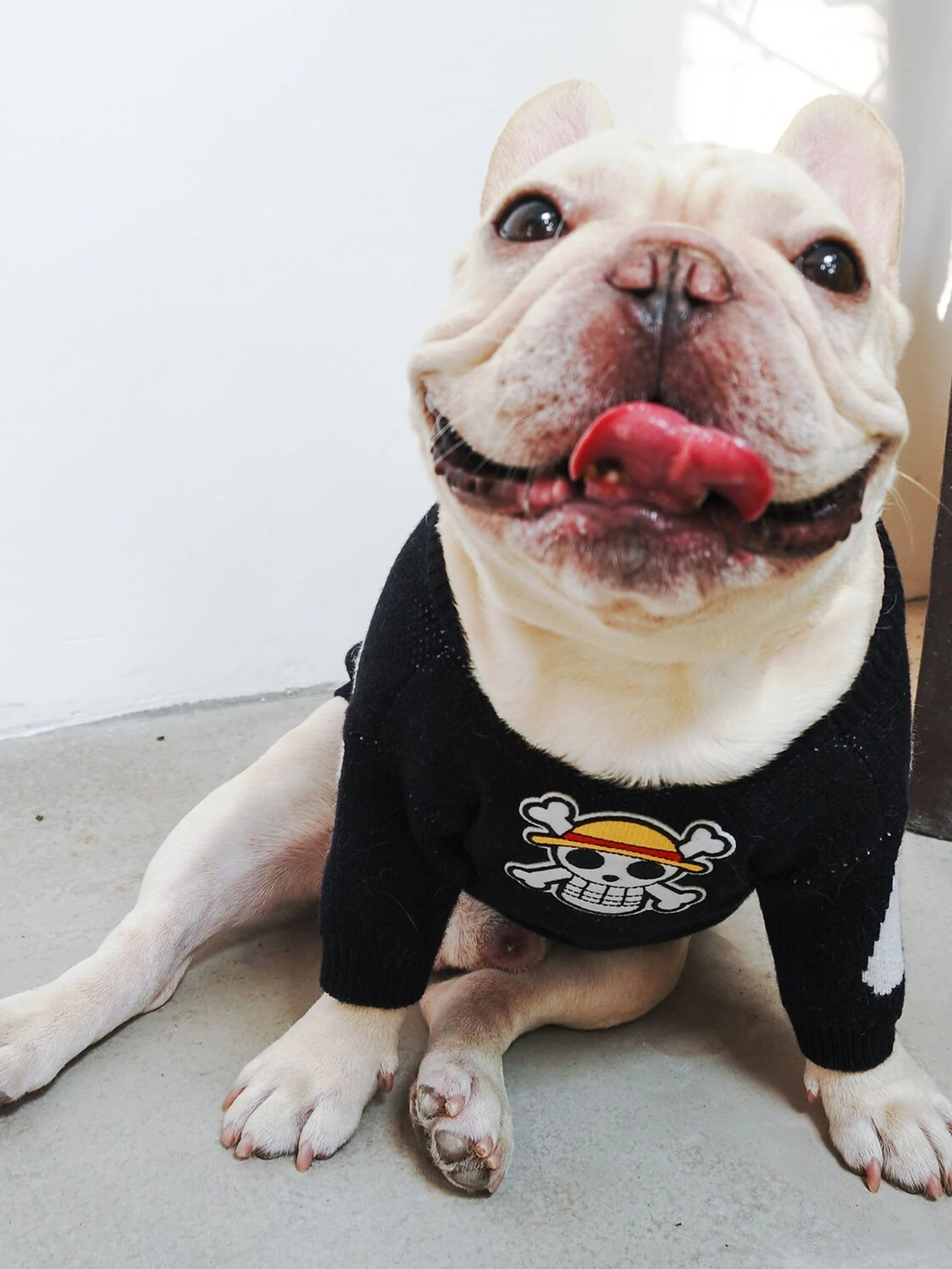 Warm Skull Sweater Halloween Winter Pet Trendy Pullover - Image 5
